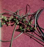 Foliage, fruit and flowers, <em>Marsdenia viridiflora </em>R. Br subsp. <em>viridiflora</em>