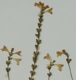 Herbarium sample, Tenterfield Eyebright