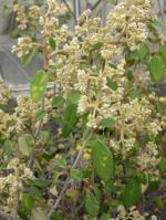 Flowers and foliage Brown Pomaderris