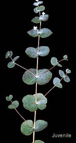 Juvenile foliage, <em>Eucalyptus alligatrix</em> subsp. <em>miscella</em> <a href="http://www.cpbr.gov.au/cpbr/cd-keys/Euclid/index.html" class="linkBlack100" target="_blank">Euclid</a>