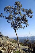 Form, Wallangarra White Gum <a href="http://www.cpbr.gov.au/cpbr/cd-keys/Euclid/index.html" class="linkBlack100" target="_blank">Euclid</a>