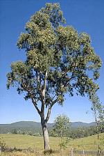 Form, Narrow-leaved Red Gum <a href="http://www.cpbr.gov.au/cpbr/cd-keys/Euclid/index.html" class="linkBlack100" target="_blank">Euclid</a>