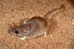 Pilliga Mouse