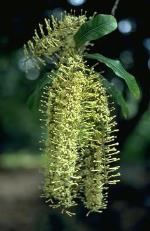 Flower and foliage, Ball Nut <a href="http://www.anbg.gov.au" class="linkBlack100" target="_blank">Australian National Botanic Gardens</a>