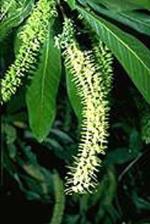 Flower, White Yiel Yiel <a href="http://www.anbg.gov.au" class="linkBlack100" target="_blank">Australian National Botanic Gardens</a>