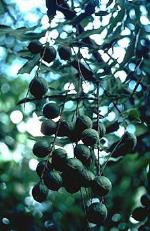 Fruit, Rough-shelled Bush Nut <a href="http://www.anbg.gov.au" class="linkBlack100" target="_blank">Australian National Botanic Gardens</a>