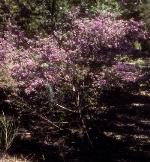 Form, <em>Prostanthera discolor</em> <a href="http://www.anbg.gov.au" class="linkBlack100" target="_blank">Australian National Botanic Gardens</a>