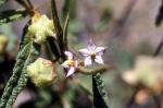 Flower and buds, <em>Keraudrenia corrolata</em> var. <em>denticulata</em> <a href="http://www.anbg.gov.au" class="linkBlack100" target="_blank">Australian National Botanic Gardens</a>