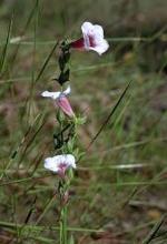 Flower, Swamp Foxglove <a href="http://www.anbg.gov.au" class="linkBlack100" target="_blank">Australian National Botanic Gardens</a>