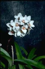 Flowers and foliage, Hartman's Sarcochilus <a href="http://www.anbg.gov.au" class="linkBlack100" target="_blank">Australian National Botanic Gardens</a>