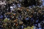 Foliage and seedpods, White Lace Flower <a href="http://www.anbg.gov.au" class="linkBlack100" target="_blank">Australian National Botanic Gardens</a>