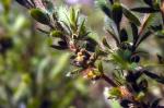 Buds and foliage, Bolivia Hill Rice-flower <a href="http://www.anbg.gov.au" class="linkBlack100" target="_blank">Australian National Botanic Gardens</a>