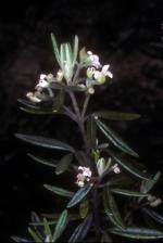 Flower and foliage, Coveny's Zieria <a href="http://www.anbg.gov.au" class="linkBlack100" target="_blank">Australian National Botanic Gardens</a>