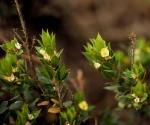 Flowers, <em>Pultenaea villifera</em> <a href="http://www.anbg.gov.au" class="linkBlack100" target="_blank">Australian National Botanic Gardens</a>