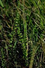 Form, Fraser's Screw Fern <a href="http://www.anbg.gov.au" class="linkBlack100" target="_blank">Australian National Botanic Gardens</a>