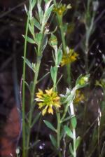 Flower, <em>Pimelea curviflora</em> var. <em>curviflora</em> <a href="http://www.anbg.gov.au" class="linkBlack100" target="_blank">Australian National Botanic Gardens</a>