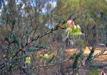 Flowers, <em>Homoranthus darwinioides</em>