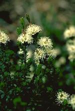 Cambage Kunzea, Murray Fagg <a href="http://www.anbg.gov.au" class="linkBlack100" target="_blank">Australian National Botanic Gardens</a>