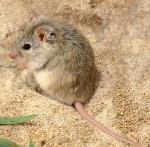 Forrest's Mouse <a href="http://www.lochmantransparencies.com" class="linkBlack100" target="_blank">Lochman Transparencies</a>