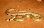 Ringed Brown Snake <a href="http://www.lochmantransparencies.com" class="linkBlack100" target="_blank">Lochman Transparencies</a>