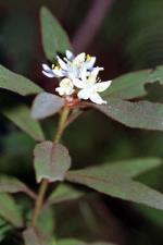 Foliage and flowers, <em>Asterolasia elegans</em> <a href="http://www.rbgsyd.nsw.gov.au/" class="linkBlack100" target="_blank">Botanic Gardens Trust</a>