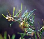 Flower and foliage, <em>Grevillea parviflora</em> subsp. <em>supplicans</em> <a href="http://www.rbgsyd.nsw.gov.au/" class="linkBlack100" target="_blank">Botanic Gardens Trust</a>