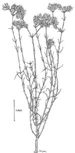 Illustration, <em>Polycarpaea spirostylis</em> subsp. <em>glabra</em>