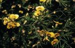 Foliage and flower, <em>Dillwynia tenuifolia</em> <a href="http://www.rbgsyd.nsw.gov.au/" class="linkBlack100" target="_blank">Botanic Gardens Trust</a>