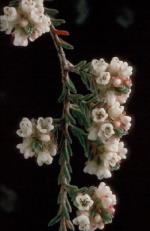 Flowers, <em>Micromyrtus blakelyi</em> <a href="http://www.rbgsyd.nsw.gov.au/" class="linkBlack100" target="_blank">Botanic Gardens Trust</a>