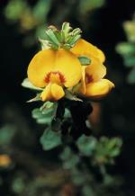 Flowers, <em>Pultenaea parviflora</em> <a href="http://www.rbgsyd.nsw.gov.au/" class="linkBlack100" target="_blank">Botanic Gardens Trust</a>