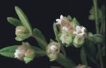 Flower, <em>Zieria involucrata</em> <a href="http://www.rbgsyd.nsw.gov.au/" class="linkBlack100" target="_blank">Botanic Gardens Trust</a>