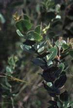 Foliage, Camfield's Stringybark <a href="http://www.rbgsyd.nsw.gov.au/" class="linkBlack100" target="_blank">Botanic Gardens Trust</a>