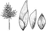 Illlustration, <em>Cyperus conicus</em> <a href="http://www.rbgsyd.nsw.gov.au/" class="linkBlack100" target="_blank">Botanic Gardens Trust</a>
