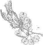 Illustration <em>Dodonaea sinuolata</em> <a href="http://www.rbgsyd.nsw.gov.au/" class="linkBlack100" target="_blank">Botanic Gardens Trust</a>