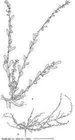 Illustration, <em>Phyllanthus maderaspatensis</em> <a href="http://www.rbgsyd.nsw.gov.au/" class="linkBlack100" target="_blank">Botanic Gardens Trust</a>
