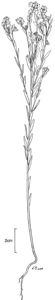 Illustration, Rice Flower <a href="http://www.rbgsyd.nsw.gov.au/" class="linkBlack100" target="_blank">Botanic Gardens Trust</a>