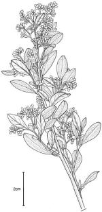 Illustration, Grey Deua Pomaderris <a href="http://www.rbgsyd.nsw.gov.au/" class="linkBlack100" target="_blank">Botanic Gardens Trust</a>