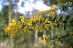 Foliage and flowers, Kanangra Wattle <a href="http://www.rbgsyd.nsw.gov.au/" class="linkBlack100" target="_blank">Botanic Gardens Trust</a>