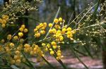 Flower, buds and foliage, Flockton Wattle <a href="http://www.rbgsyd.nsw.gov.au/" class="linkBlack100" target="_blank">Botanic Gardens Trust</a>