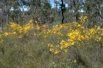 Form and habitat, Rupp's Wattle <a href="http://www.rbgsyd.nsw.gov.au/" class="linkBlack100" target="_blank">Botanic Gardens Trust</a>