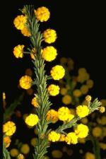 Foliage and flowers, <em>Acacia gordonii</em> <a href="http://www.rbgsyd.nsw.gov.au/" class="linkBlack100" target="_blank">Botanic Gardens Trust</a>