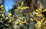 Foliage and flowers, Gosford Wattle <a href="http://www.rbgsyd.nsw.gov.au/" class="linkBlack100" target="_blank">Botanic Gardens Trust</a>