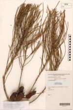 Herbarium sample, Nabiac Casuarina <a href="http://www.rbgsyd.nsw.gov.au/" class="linkBlack100" target="_blank">Botanic Gardens Trust</a>