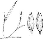 Illustration, <em>Ancistrachne maidenii</em> <a href="http://www.rbgsyd.nsw.gov.au/" class="linkBlack100" target="_blank">Botanic Gardens Trust</a>