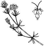 Illustration, Trailing Woodruff <a href="http://www.rbgsyd.nsw.gov.au/" class="linkBlack100" target="_blank">Botanic Gardens Trust</a>