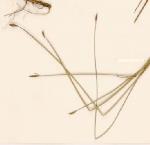 Herbarium sample, Klaphake's Sedge <a href="http://www.rbgsyd.nsw.gov.au/" class="linkBlack100" target="_blank">Botanic Gardens Trust</a>