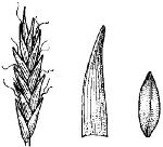 Illustration, Cliff Sedge <a href="http://www.rbgsyd.nsw.gov.au/" class="linkBlack100" target="_blank">Botanic Gardens Trust</a>