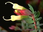 Flower and foliage, <em>Darwinia peduncularis</em>  <a href="http://www.rbgsyd.nsw.gov.au/" class="linkBlack100" target="_blank">Botanic Gardens Trust</a>