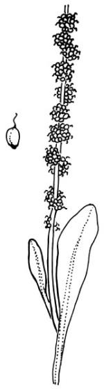 Illustration <em>Dysphania plantaginella</em> <a href="http://www.rbgsyd.nsw.gov.au/" class="linkBlack100" target="_blank">Botanic Gardens Trust</a>