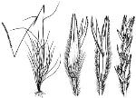 Illustration, Lemon-scented Grass <a href="http://www.rbgsyd.nsw.gov.au/" class="linkBlack100" target="_blank">Botanic Gardens Trust</a>